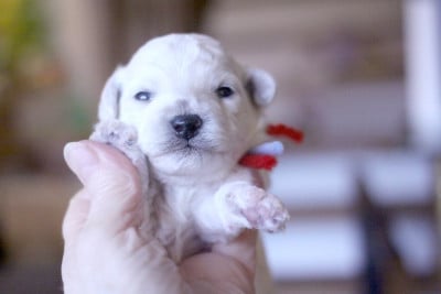 Les chiots de Bichon Frise