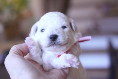 Les chiots de Bichon Frise