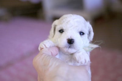 Les chiots de Bichon Frise