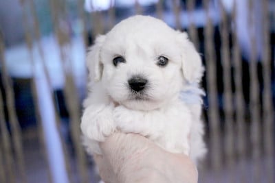 Les chiots de Bichon Frise