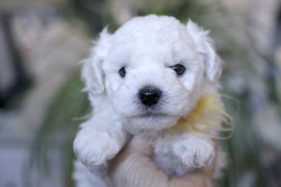 Les chiots de Bichon Frise