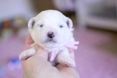 Les chiots de Bichon Frise