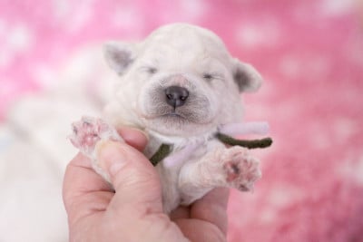 Les chiots de Bichon Frise