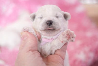 Les chiots de Bichon Frise