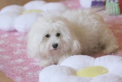 Bichon Frise