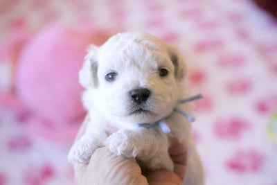 Les chiots de Bichon Frise