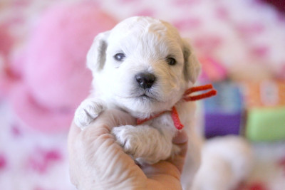 Les chiots de Bichon Frise