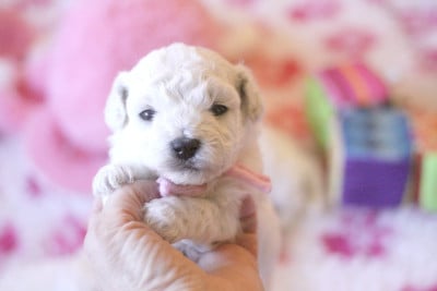 Les chiots de Bichon Frise
