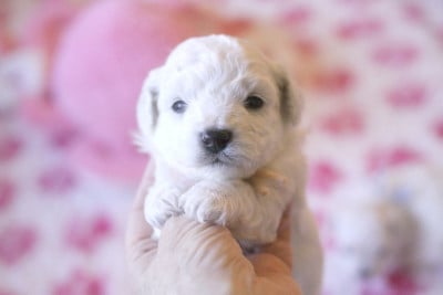 Les chiots de Bichon Frise