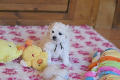 Les chiots de Bichon Frise