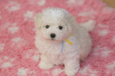 Les chiots de Bichon Frise