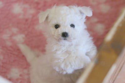 Les chiots de Bichon Frise
