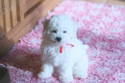 Les chiots de Bichon Frise