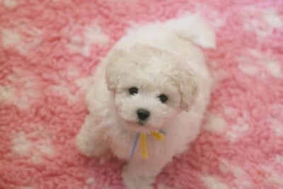 Les chiots de Bichon Frise