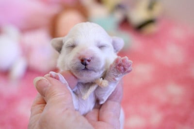 Les chiots de Bichon Frise