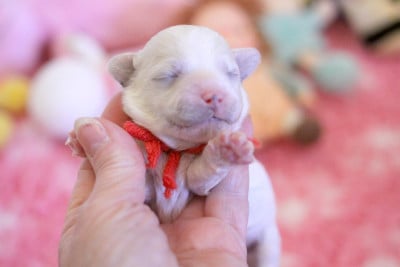 Les chiots de Bichon Frise