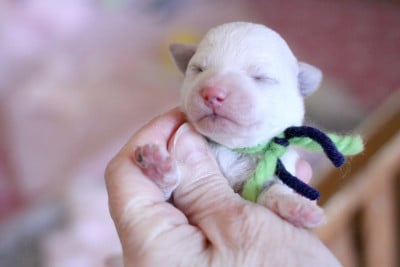 Les chiots de Bichon Frise