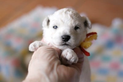 Bob - Bichon Frise