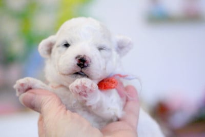 Les chiots de Bichon Frise