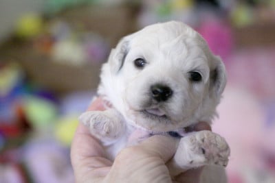 Les chiots de Bichon Frise