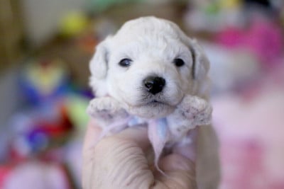 Les chiots de Bichon Frise