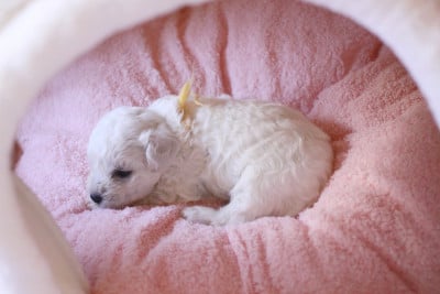 Les chiots de Bichon Frise