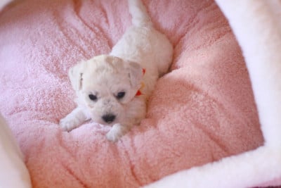 Les chiots de Bichon Frise