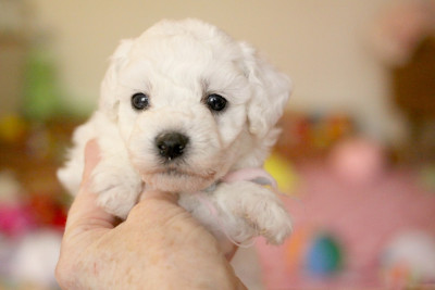 Les chiots de Bichon Frise