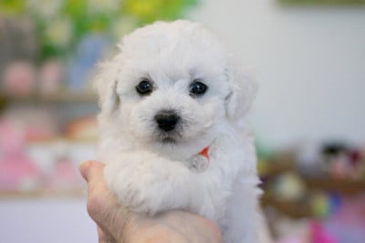 Les chiots de Bichon Frise