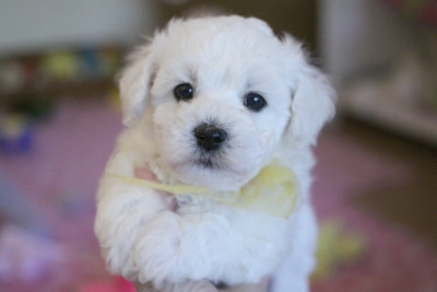Les chiots de Bichon Frise