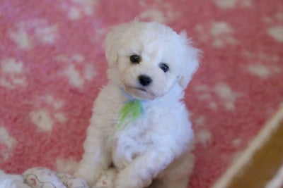 Les chiots de Bichon Frise