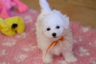 Les chiots de Bichon Frise
