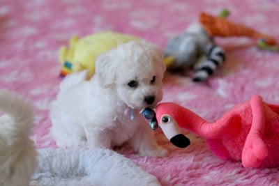 Les chiots de Bichon Frise