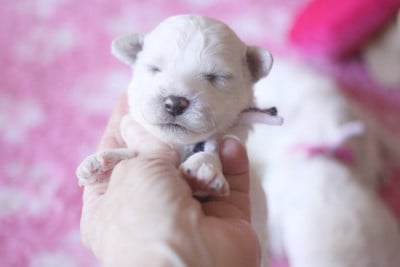 Les chiots de Bichon Frise