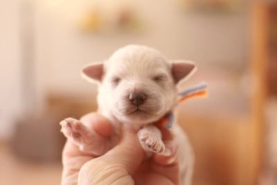 Les chiots de Bichon Frise