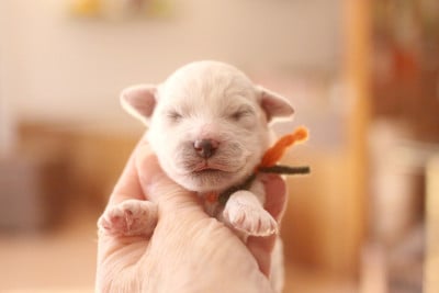 Les chiots de Bichon Frise