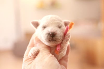 Les chiots de Bichon Frise