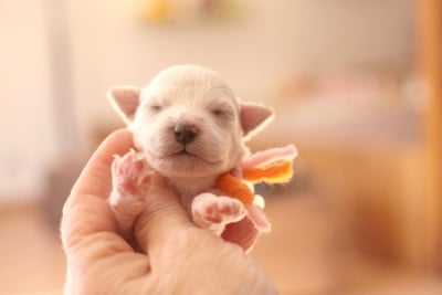 Les chiots de Bichon Frise