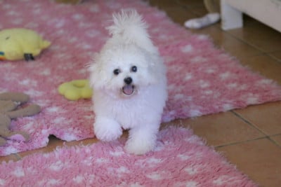 Les chiots de Bichon Frise