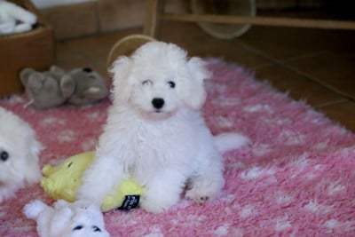 Les chiots de Bichon Frise