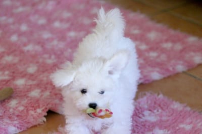 Les chiots de Bichon Frise