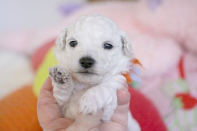 Les chiots de Bichon Frise