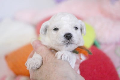 Les chiots de Bichon Frise
