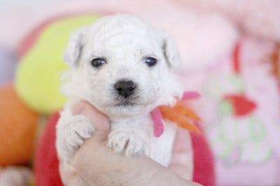 Les chiots de Bichon Frise