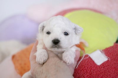 Les chiots de Bichon Frise