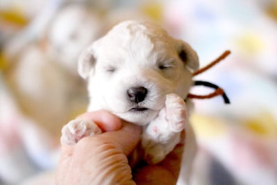 Les chiots de Bichon Frise