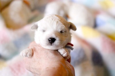 Les chiots de Bichon Frise