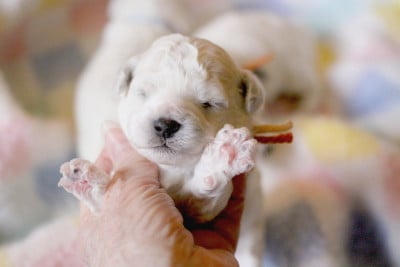 Les chiots de Bichon Frise