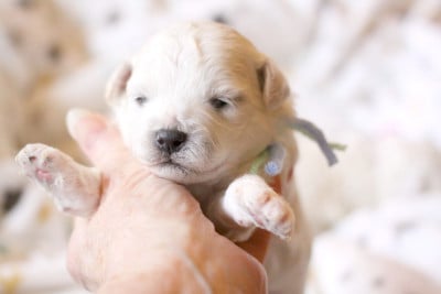 Les chiots de Bichon Frise