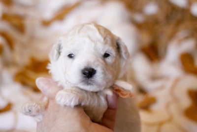 Les chiots de Bichon Frise